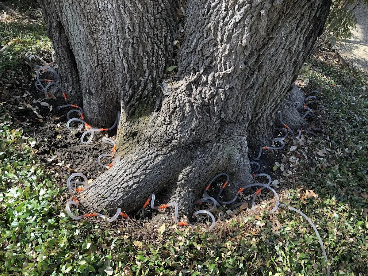 Detailed Tree Cabling and Bracing job site in Labadieville