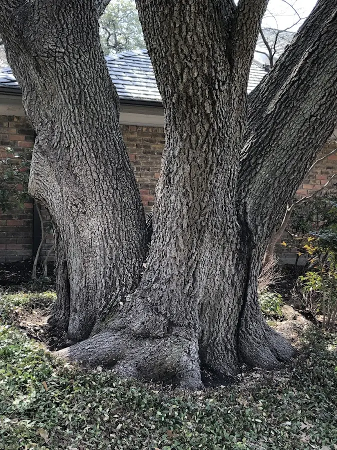 Mature heritage tree close to a Labadieville property cared for by certified arborists